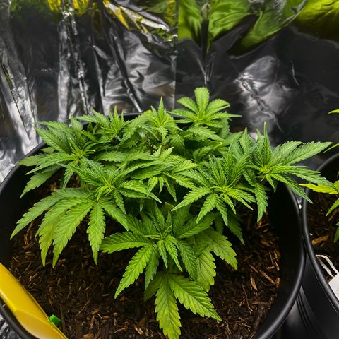 Royal Cookies Automatic growlog timeline photo