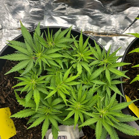 Royal Cookies Automatic growlog timeline photo