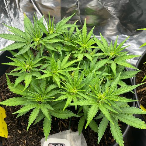 Royal Cookies Automatic growlog timeline photo