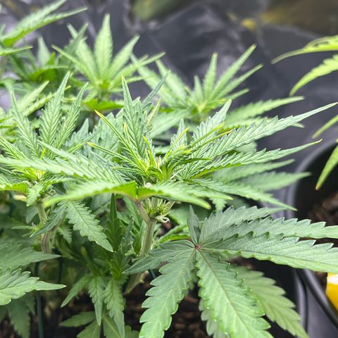 Royal Cookies Automatic growlog timeline photo