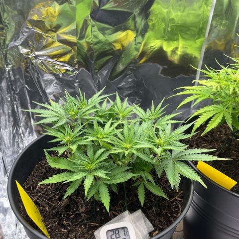 Royal Cookies Automatic growlog timeline photo