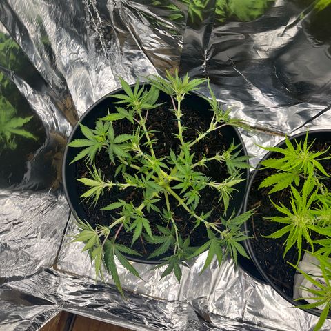 Royal Cookies Automatic growlog photo: Einige Blätter und Blüten entfernt und LST 
