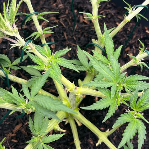 Royal Cookies Automatic growlog photo: Einige Blätter und Blüten entfernt und LST 