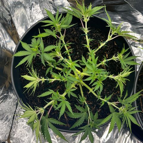 Royal Cookies Automatic growlog photo: Einige Blätter und Blüten entfernt und LST 