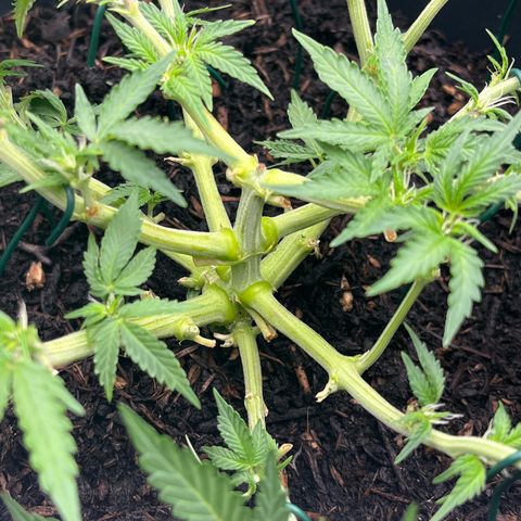 Royal Cookies Automatic growlog photo: Einige Blätter und Blüten entfernt und LST 
