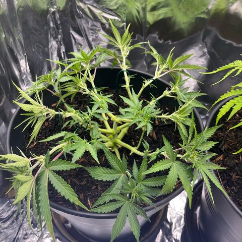 Royal Cookies Automatic growlog photo: Einige Blätter und Blüten entfernt und LST 