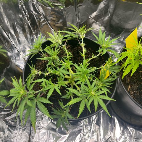 Royal Cookies Automatic growlog timeline photo