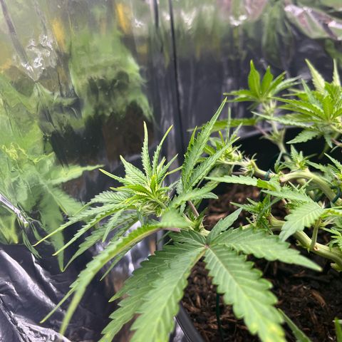 Royal Cookies Automatic growlog timeline photo