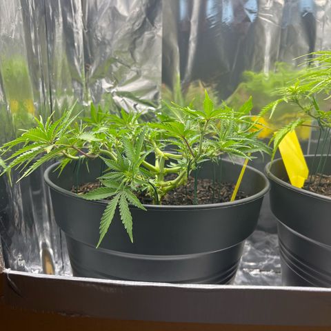 Royal Cookies Automatic growlog timeline photo