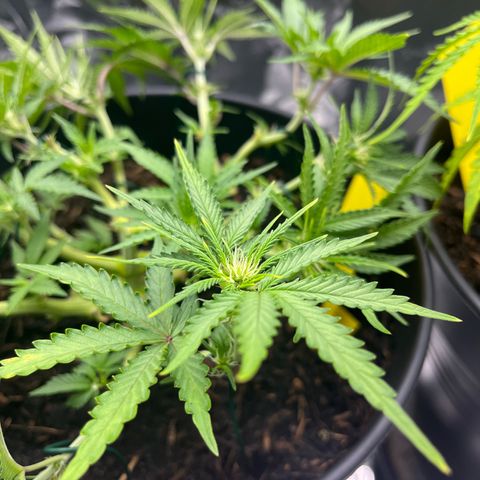 Royal Cookies Automatic growlog timeline photo