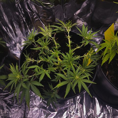 Royal Cookies Automatic growlog timeline photo