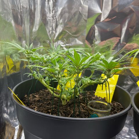 Royal Cookies Automatic growlog timeline photo