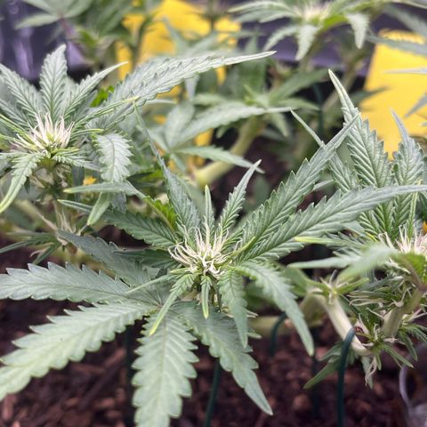 Royal Cookies Automatic growlog timeline photo