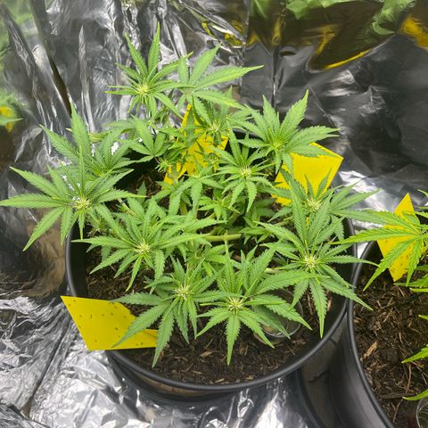 Royal Cookies Automatic growlog timeline photo
