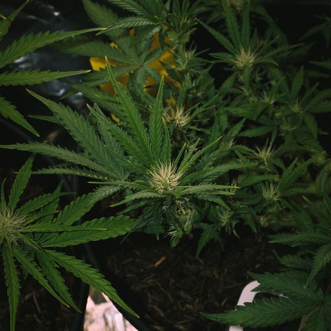 Royal Cookies Automatic growlog timeline photo