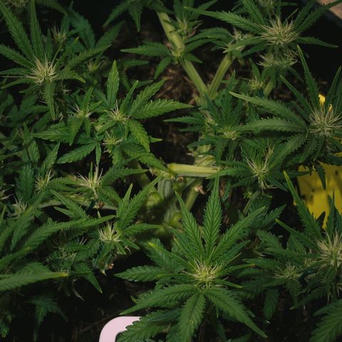 Royal Cookies Automatic growlog timeline photo