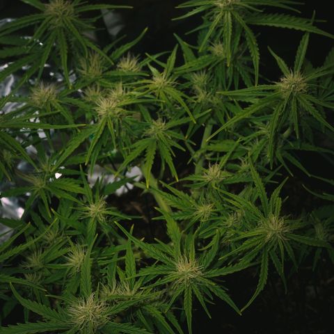 Royal Cookies Automatic growlog timeline photo