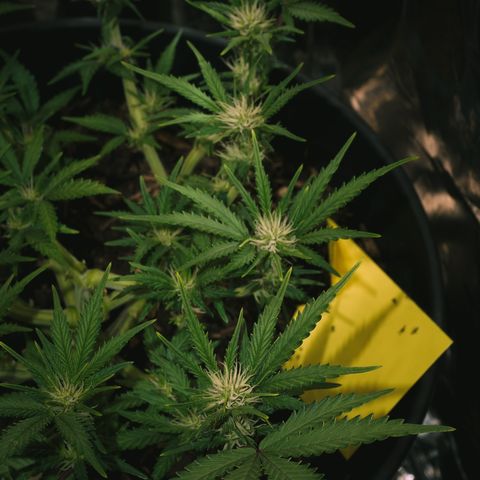 Royal Cookies Automatic growlog timeline photo