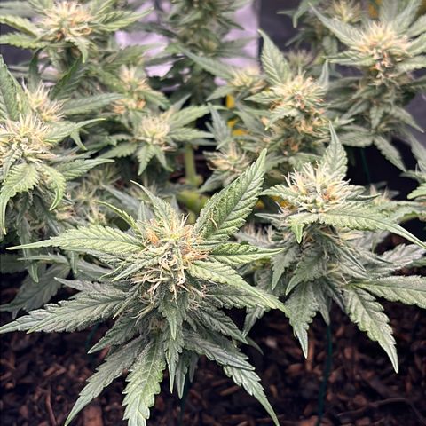 Royal Cookies Automatic growlog timeline photo