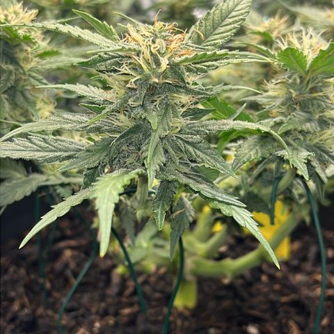Royal Cookies Automatic growlog timeline photo