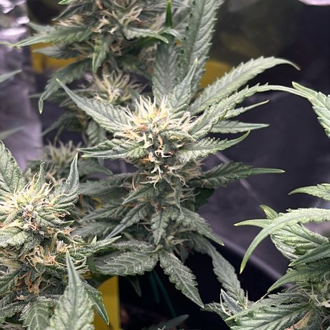 Royal Cookies Automatic growlog timeline photo