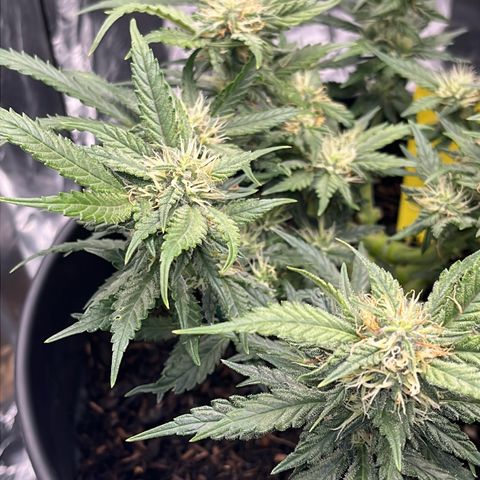 Royal Cookies Automatic growlog timeline photo