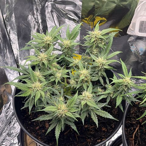 Royal Cookies Automatic growlog timeline photo