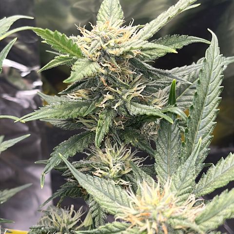 Royal Cookies Automatic growlog timeline photo