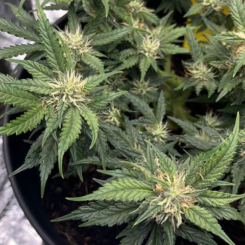 Royal Cookies Automatic growlog timeline photo
