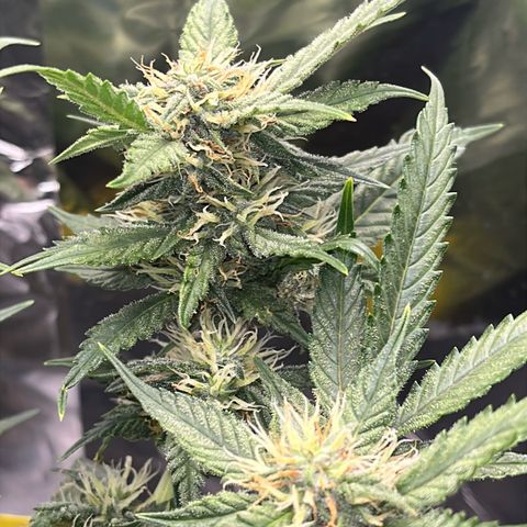 Royal Cookies Automatic growlog timeline photo