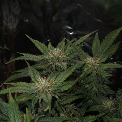 Royal Cookies Automatic growlog timeline photo