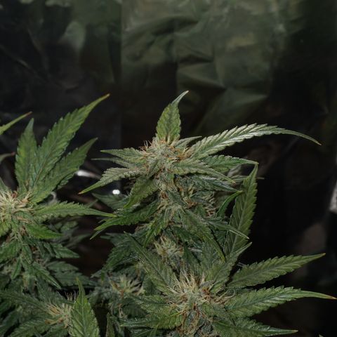 Royal Cookies Automatic growlog timeline photo