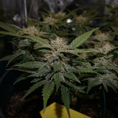 Royal Cookies Automatic growlog timeline photo