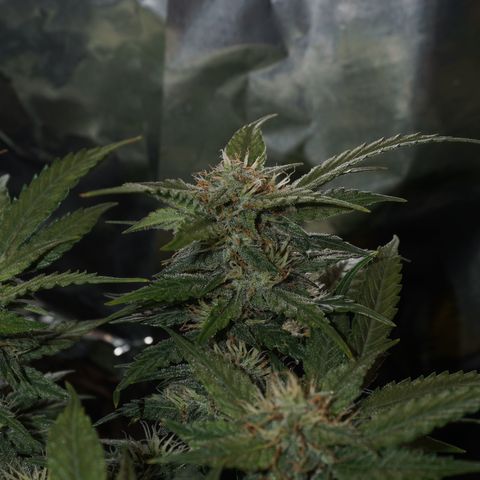 Royal Cookies Automatic growlog timeline photo