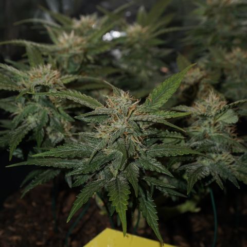Royal Cookies Automatic growlog timeline photo