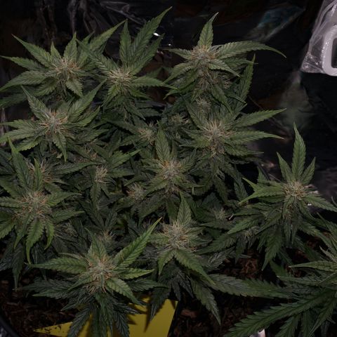 Royal Cookies Automatic growlog timeline photo