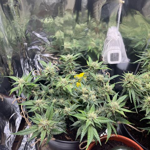 Royal Cookies Automatic growlog timeline photo