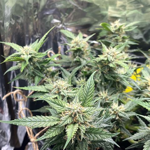 Royal Cookies Automatic growlog timeline photo