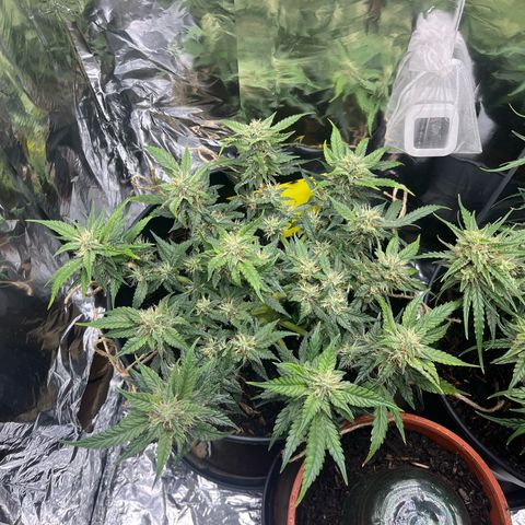 Royal Cookies Automatic growlog timeline photo