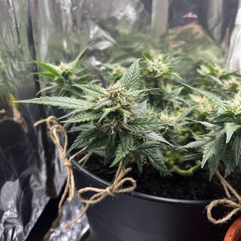 Royal Cookies Automatic growlog timeline photo