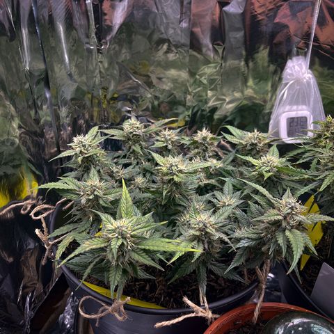 Royal Cookies Automatic growlog timeline photo
