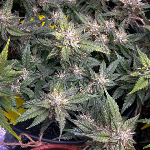 Royal Cookies Automatic growlog timeline photo