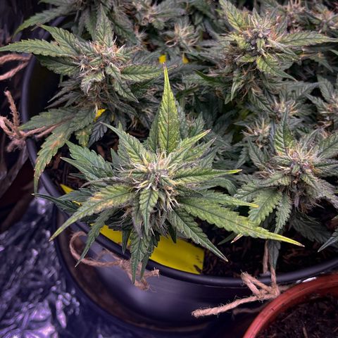 Royal Cookies Automatic growlog timeline photo