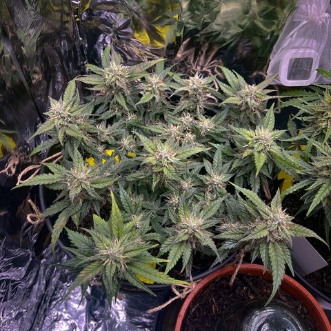 Royal Cookies Automatic growlog timeline photo