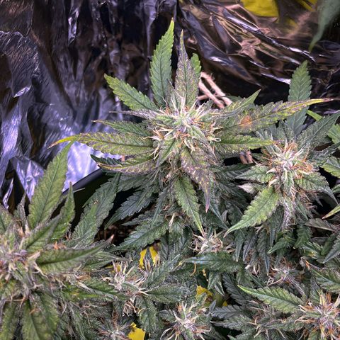 Royal Cookies Automatic growlog timeline photo