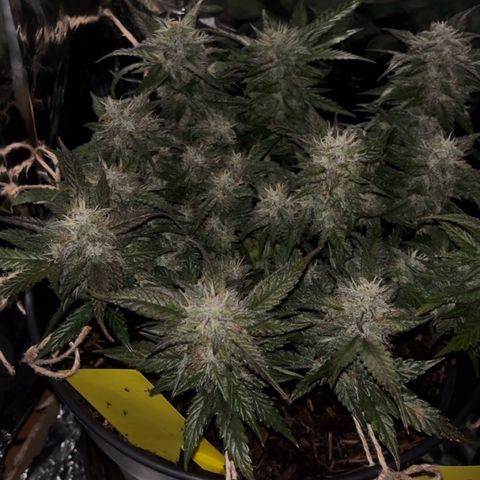 Royal Cookies Automatic growlog timeline photo