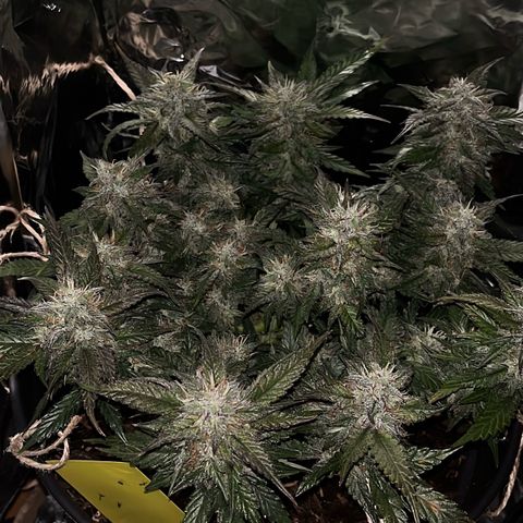 Royal Cookies Automatic growlog timeline photo