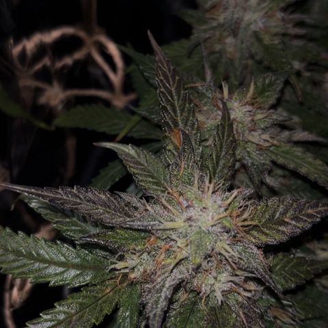 Royal Cookies Automatic growlog timeline photo
