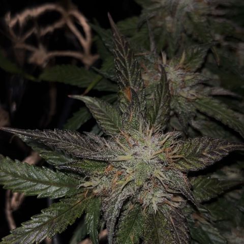 Royal Cookies Automatic growlog timeline photo