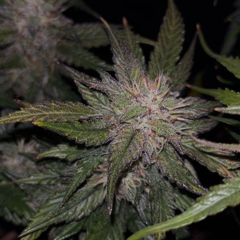 Royal Cookies Automatic growlog timeline photo